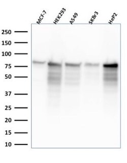 MCM7 Antibody (MCM7/2832R) - Azide and BSA Free, Novus Biologicals 100
